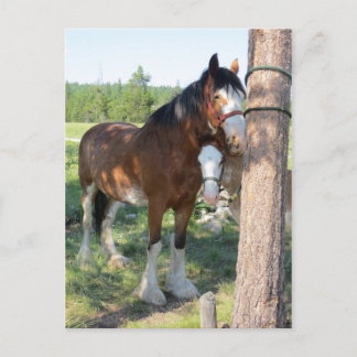 Clydesdale Mama en Baby Briefkaart