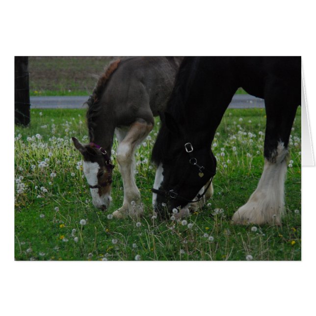 Clydesdale Mare & Colt (Devant horizontal)