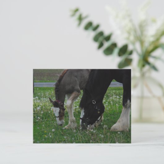 Clydesdale Mare & Colt Briefkaart (Staand voorkant)