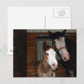 Clydesdale mare en filly briefkaart (Voorkant / Achterkant)