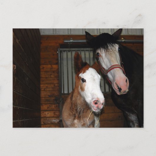 Clydesdale mare en filly briefkaart (Voorkant)