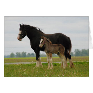 clydesdale mare et filly