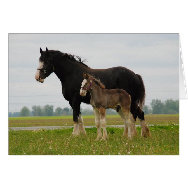 clydesdale mare et filly (Devant horizontal)