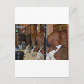 Clydesdale paarden briefkaart