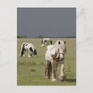 Clydesdale paarden in een veld, Northumberland, Briefkaart