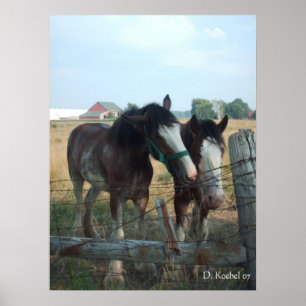 Clydesdale paarden poster