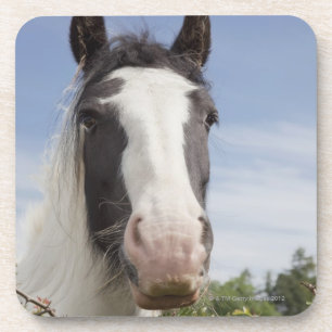 Clydesdale paardenportret drankjes onderzetter