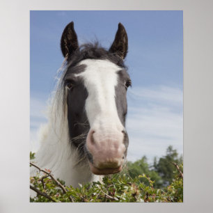 Clydesdale paardenportret poster
