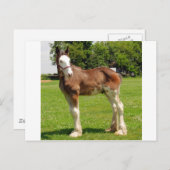clydesdale stud briefkaart (Voorkant / Achterkant)
