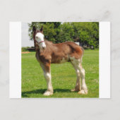 clydesdale stud briefkaart (Voorkant)
