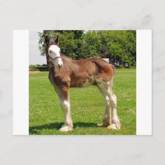 clydesdale stud briefkaart (Voorkant)