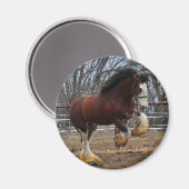 Clydesdale stud colt running magneet (Voorkant / Achterkant)