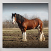 Clydesdale stud Print (Voorkant)