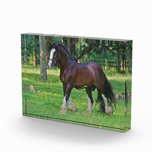 Clydesdalepaard Fotoblokken (Rechts)