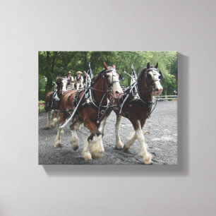 Clydesdales Pulling Carriage Canvas Afdruk