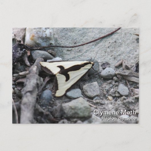 Clymene Moth Briefkaart (Voorkant)