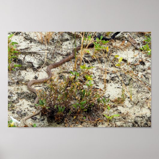 Coachwhip Snake Poster (Voorkant)
