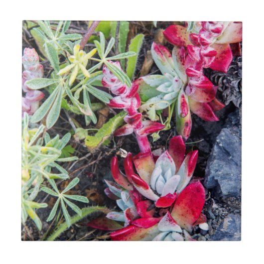 Coast Dudleya op Point Reyes National Seashore Tegeltje (Voorkant)