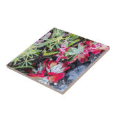 Coast Dudleya op Point Reyes National Seashore Tegeltje (Zijkant)