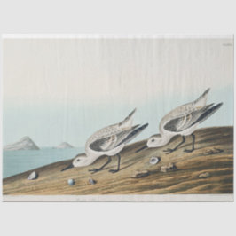 coastal audobon sanderling gulls tissue paper tissuepapier