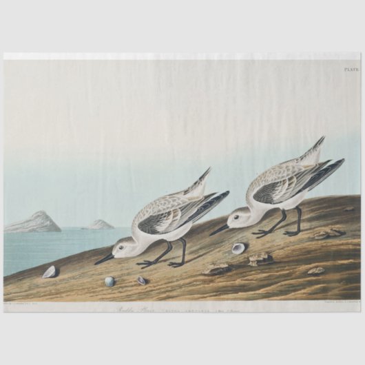 coastal audobon sanderling gulls tissue paper tissuepapier (Voorkant)