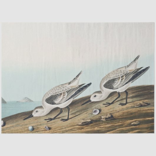 coastal audobon sanderling gulls tissue paper tissuepapier (Voorkant)