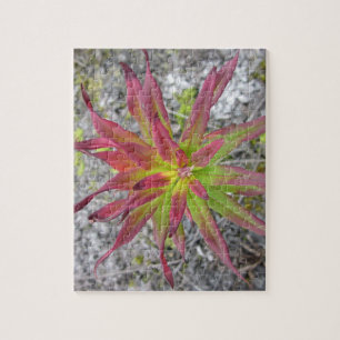 Coastal Paintbrush Puzzel