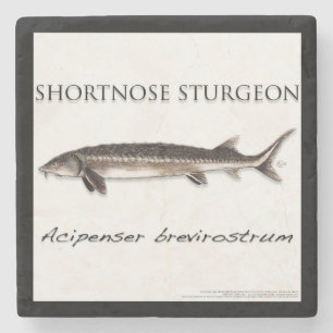 COASTER - STEUR KORTE SNUIT - acigifts@yahoo.com Stenen Onderzetter