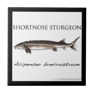 COASTER - STEURGENVIS KORTE SNUIT - acigifts@yahoo Tegeltje