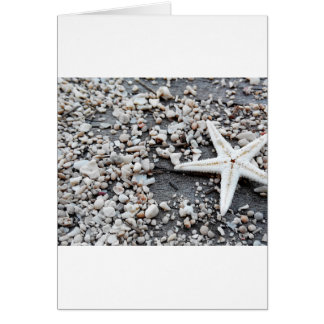 Coastère Nautique Amidon Coquille Gris Sable de pl