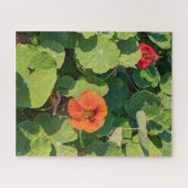 Coastways nasturtiums puzzle de 520 pièces (Horizontal)