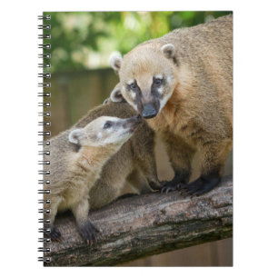 Coati Pup deelt een teder moment met mama Notitieboek