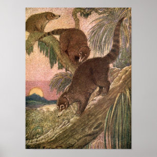 Coatimundi door Louis Sargent, wilde dieren Poster