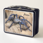 Cobalt Blue Tarantula Spider (Voorkant)