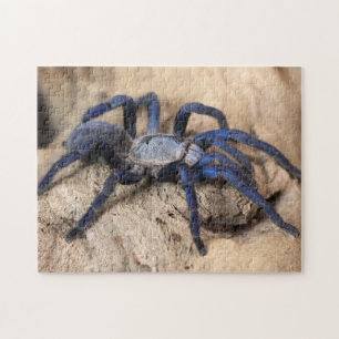 Cobalt Blue Tarantula Spider Legpuzzel