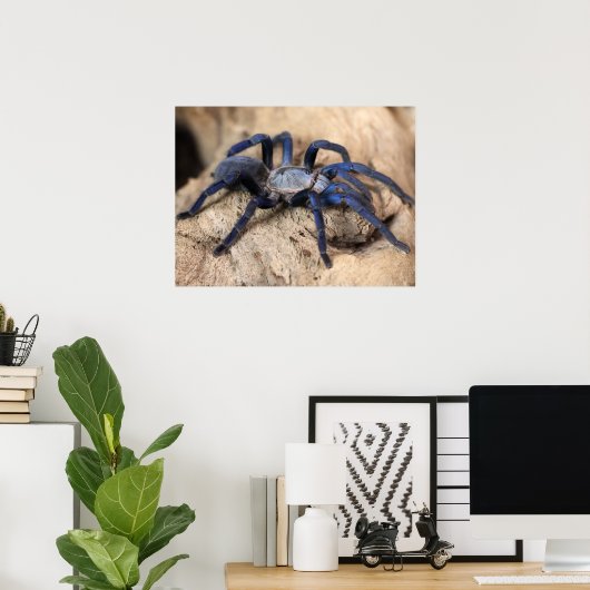 Cobalt Blue Tarantula Spider Poster (Thuiskantoor)