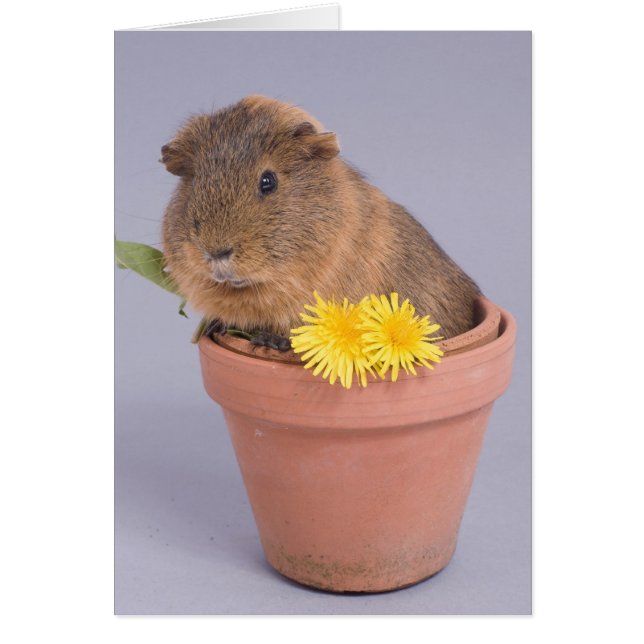 cobaye dans un pot à fleurs (Devant)