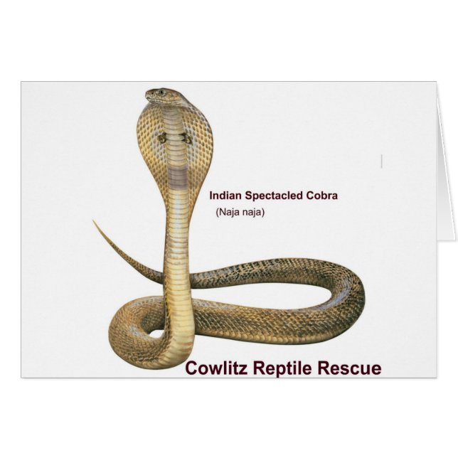 Cobra (Devant horizontal)