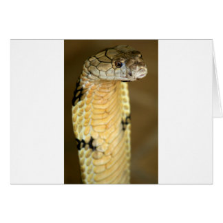 cobra
