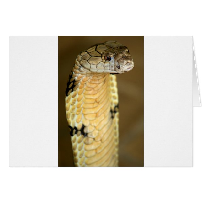 cobra (Devant horizontal)