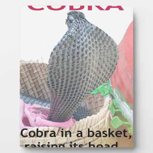 Cobra in Basket Art Print Fotoplaat (Voorkant)