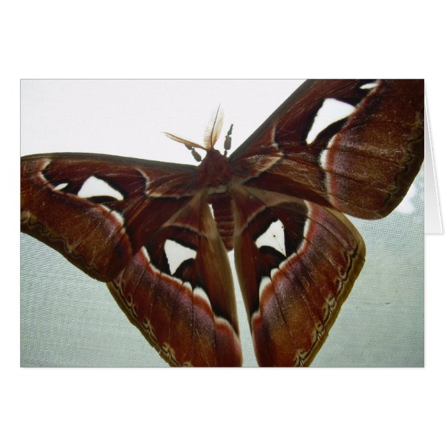 Cobra Moth (Voorkant Horizontaal)