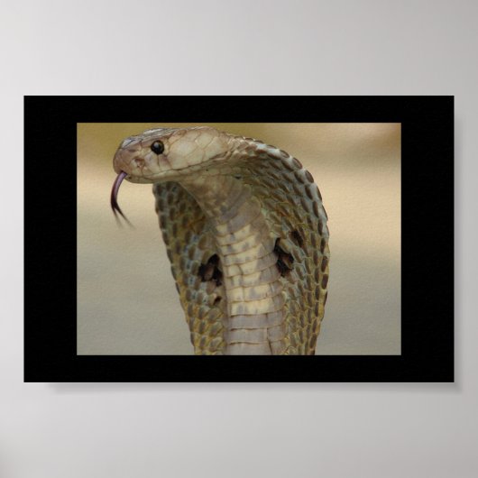 COBRA POSTER (Voorkant)