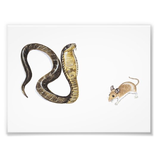 Cobra vs Rat Foto Afdruk (Voorkant)