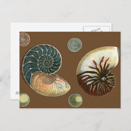 Coca Shell Briefkaart (Voorkant / Achterkant)