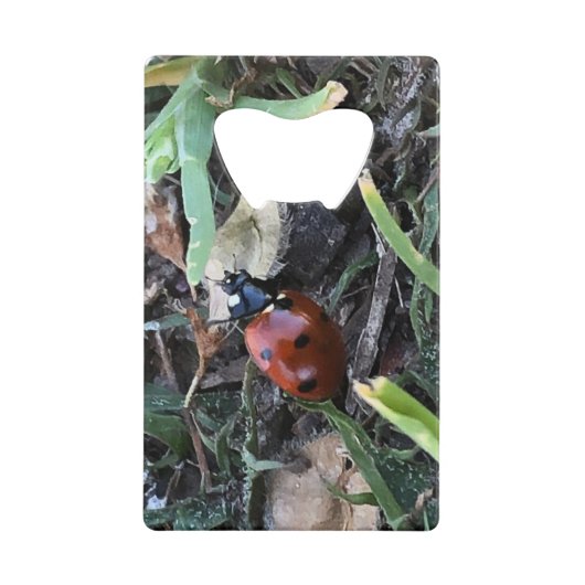 Coccinelle (Devant)
