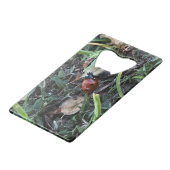 Coccinelle (Dos Angle)