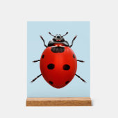 Coccinelle Chanceuse (Recto)