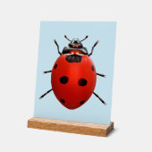 Coccinelle Chanceuse (Angle)