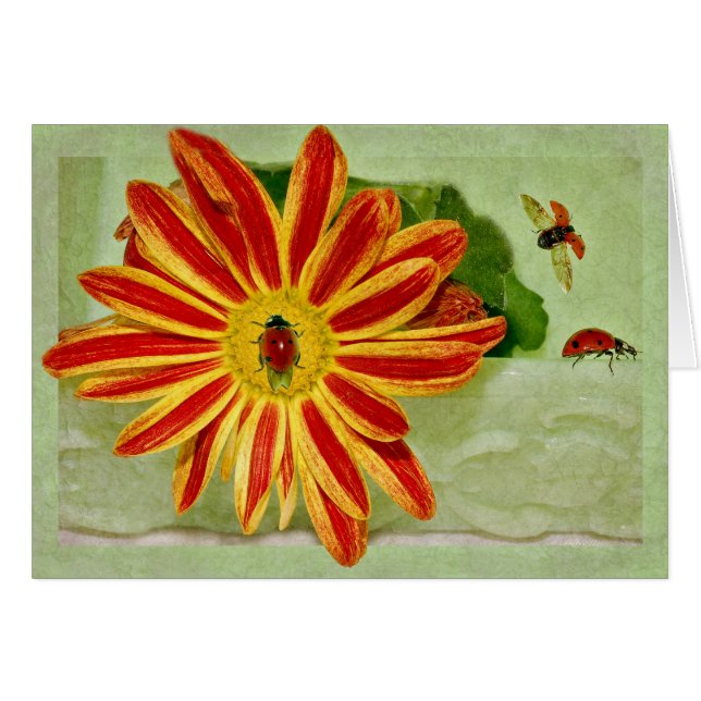 Coccinelle de coccinelle de coccinelle ! (Devant horizontal)